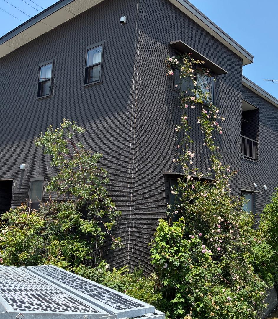 【バラ「超」大苗】フランソワ ジュランビル （つるバラ）