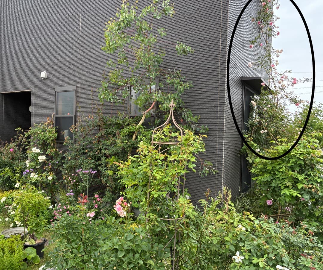 【バラ「超」大苗】フランソワ ジュランビル （つるバラ）