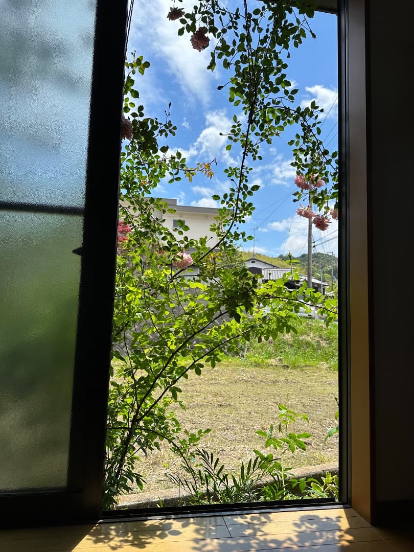 【バラ「超」大苗】フランソワ ジュランビル （つるバラ）