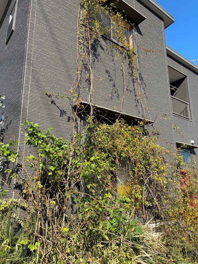 【バラ「超」大苗】フランソワ ジュランビル （つるバラ）