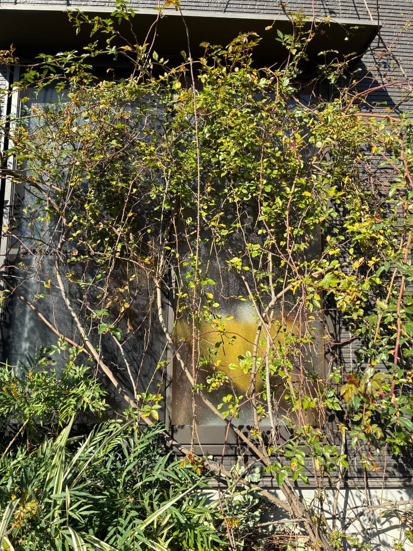 【バラ「超」大苗】フランソワ ジュランビル （つるバラ）