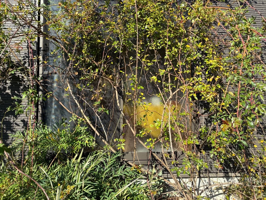 【バラ「超」大苗】フランソワ ジュランビル （つるバラ）