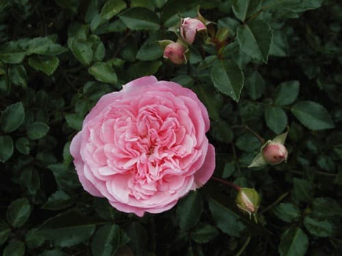 【バラ「超」大苗】フランソワ ジュランビル （つるバラ）