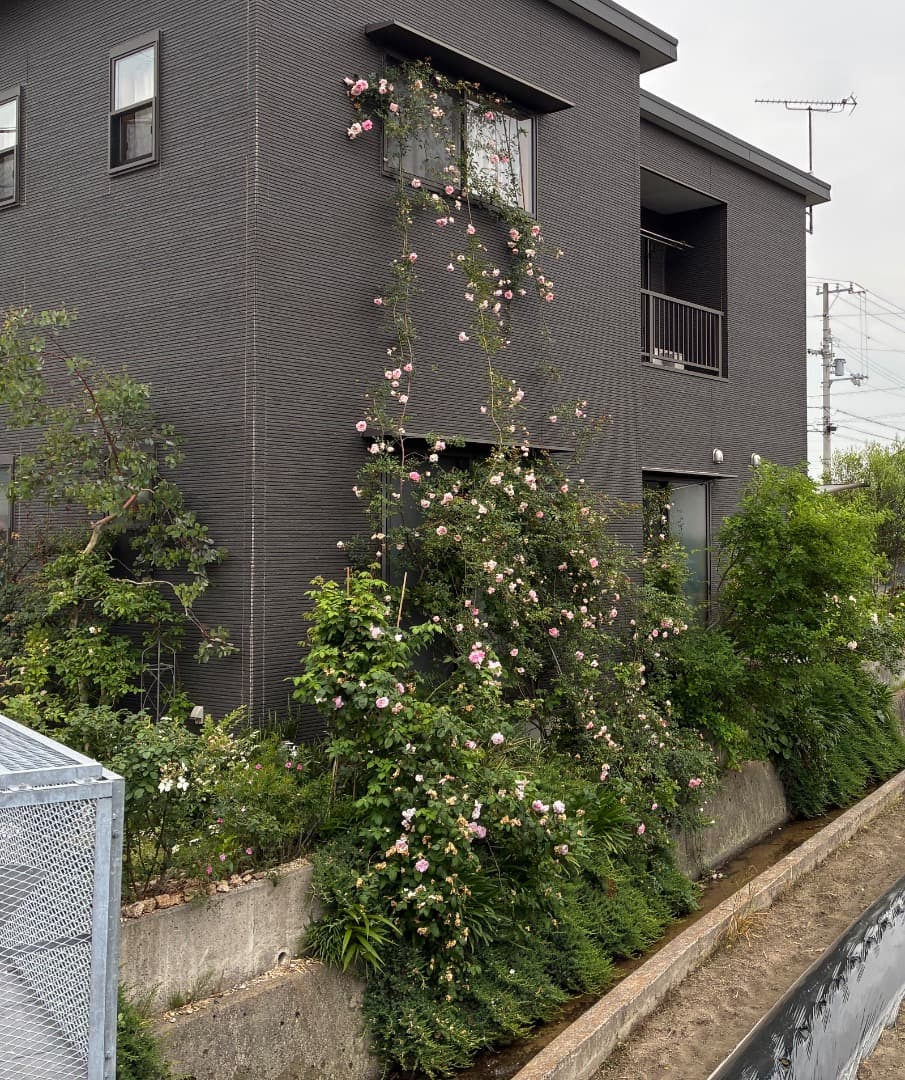 【バラ「超」大苗】フランソワ ジュランビル （つるバラ）