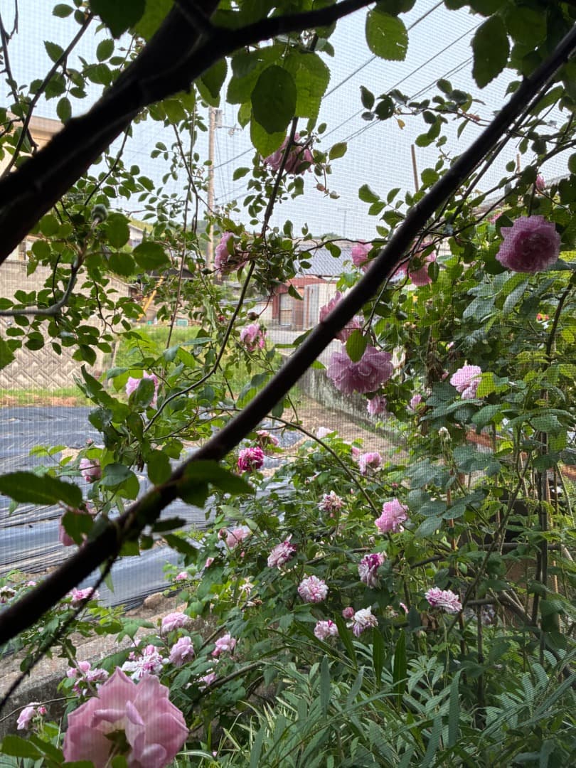 【バラ「超」大苗】フランソワ ジュランビル （つるバラ）