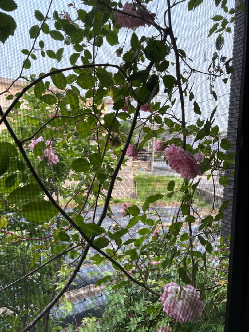 【バラ「超」大苗】フランソワ ジュランビル （つるバラ）