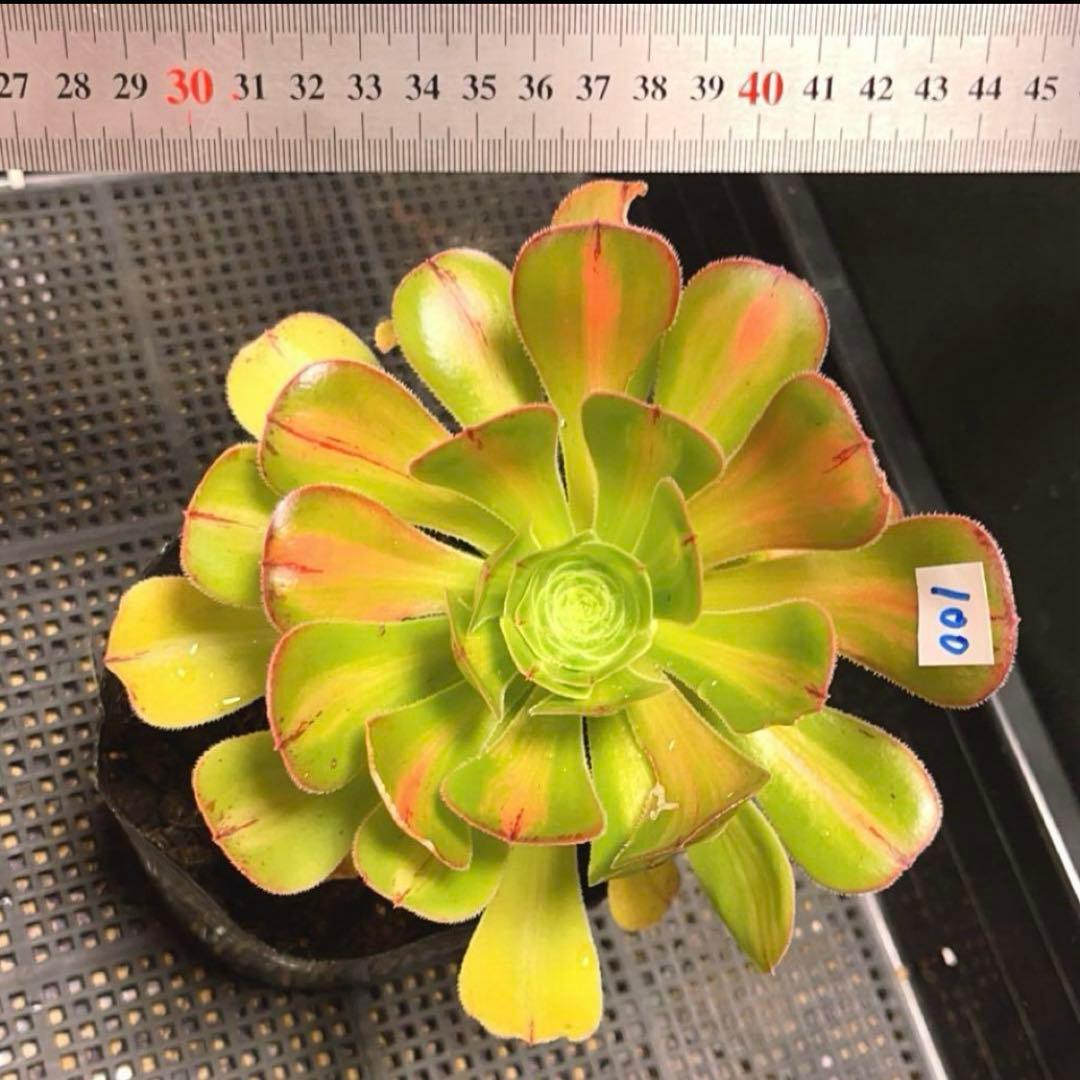 100#多肉植物アエオニウム錦❤️ 霓裳 ❤️ にも ❤️1大頭14cm拔き苗