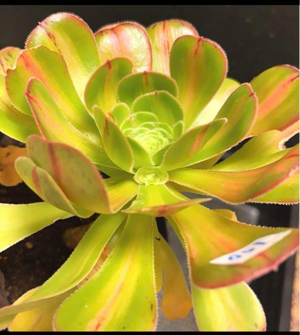 100#多肉植物アエオニウム錦❤️ 霓裳 ❤️ にも ❤️1大頭14cm拔き苗