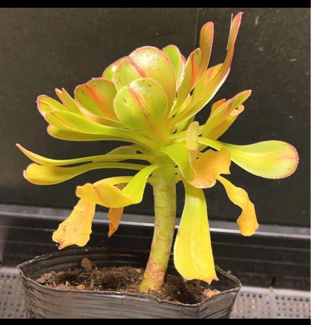 100#多肉植物アエオニウム錦❤️ 霓裳 ❤️ にも ❤️1大頭14cm拔き苗
