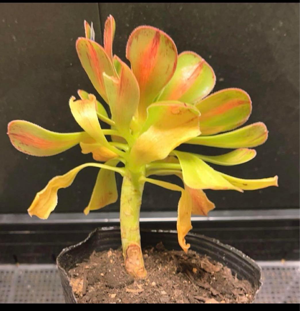 100#多肉植物アエオニウム錦❤️ 霓裳 ❤️ にも ❤️1大頭14cm拔き苗