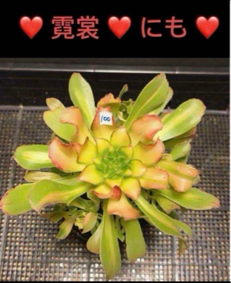 100#多肉植物アエオニウム錦❤️ 霓裳 ❤️ にも ❤️1大頭14cm拔き苗