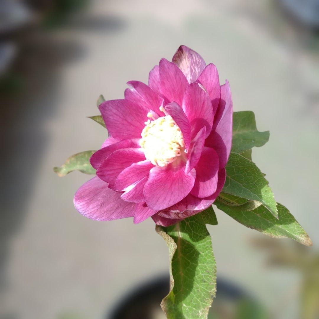 広瀬園芸✨ソレイユ系✨ピンクオーレア✨ダブル✨クリスマスローズ✨