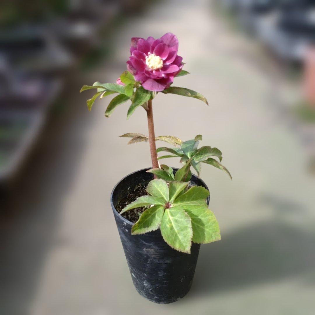 広瀬園芸✨ソレイユ系✨ピンクオーレア✨ダブル✨クリスマスローズ✨