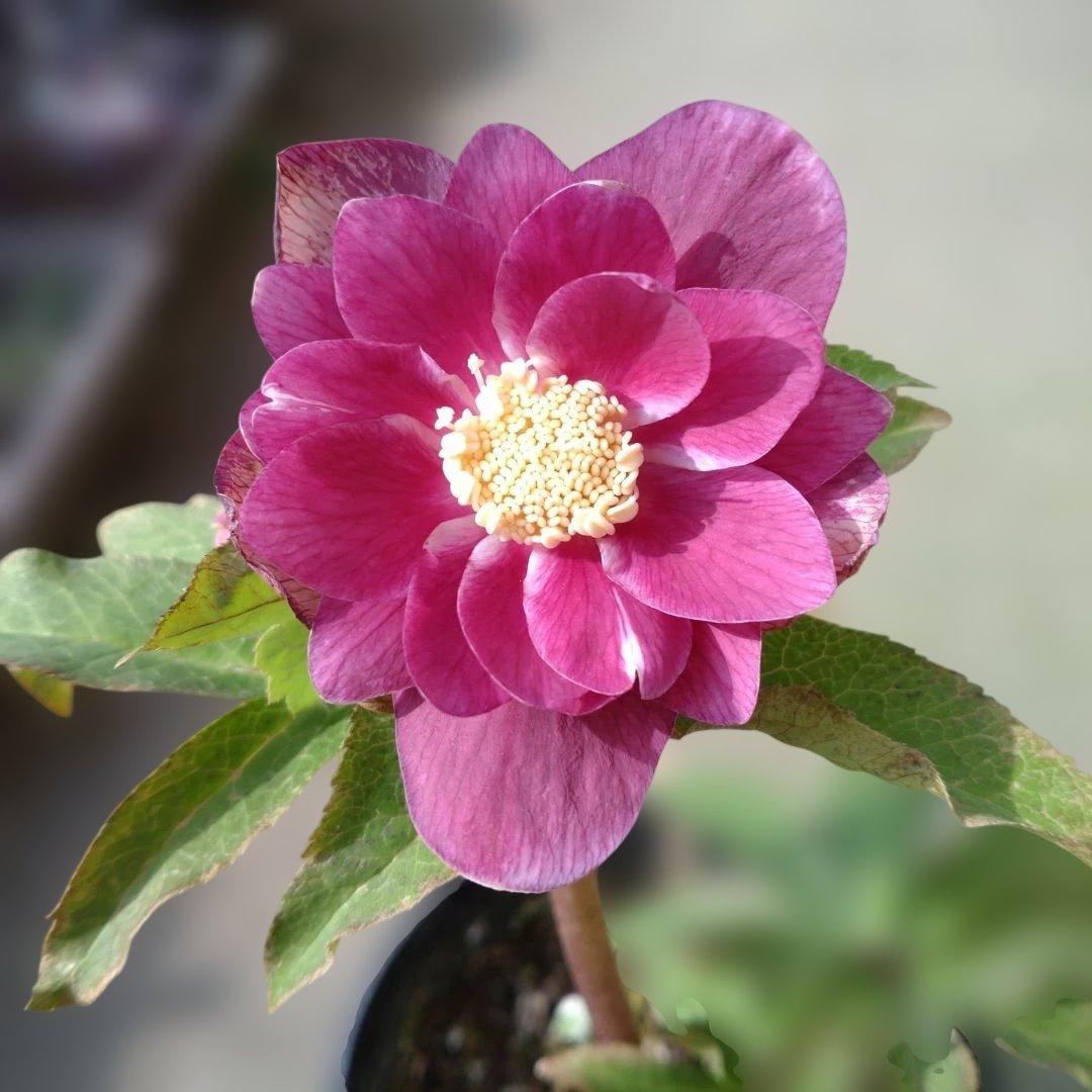 広瀬園芸✨ソレイユ系✨ピンクオーレア✨ダブル✨クリスマスローズ✨