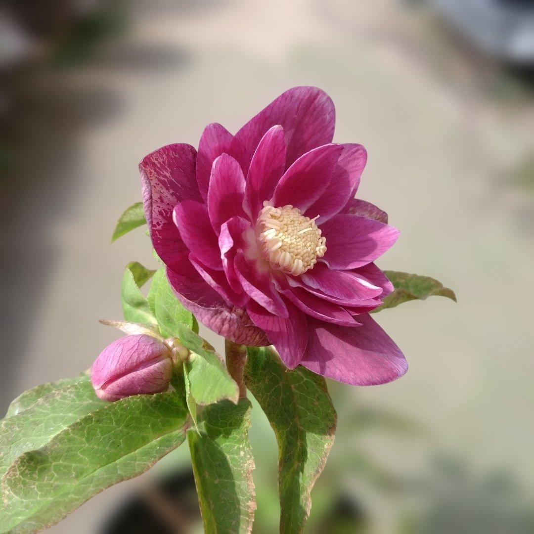 広瀬園芸✨ソレイユ系✨ピンクオーレア✨ダブル✨クリスマスローズ✨