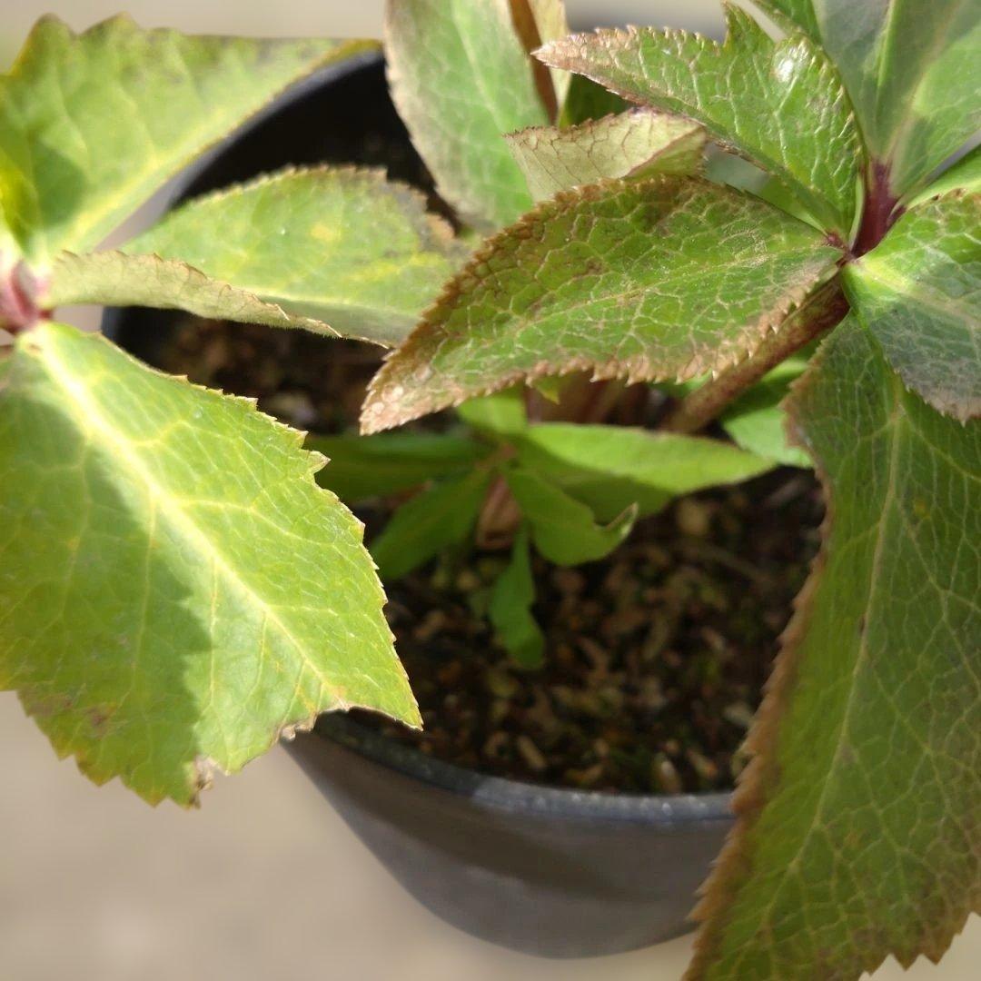 広瀬園芸✨ソレイユ系✨ピンクオーレア✨ダブル✨クリスマスローズ✨