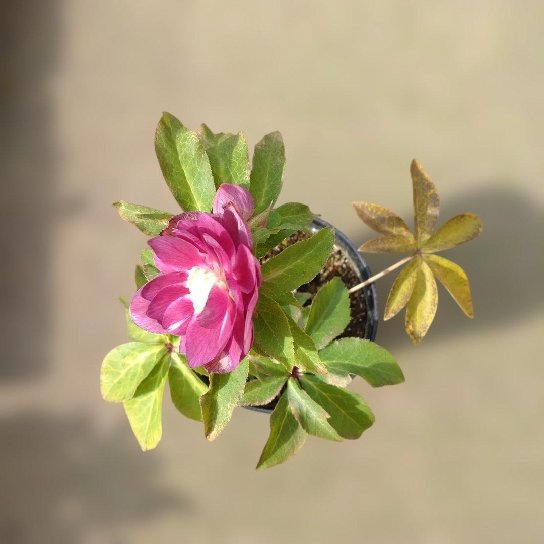 広瀬園芸✨ソレイユ系✨ピンクオーレア✨ダブル✨クリスマスローズ✨