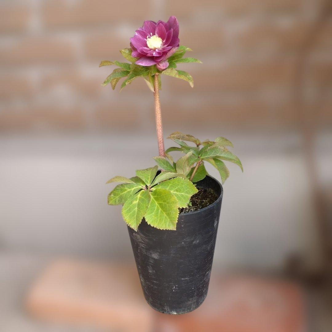 広瀬園芸✨ソレイユ系✨ピンクオーレア✨ダブル✨クリスマスローズ✨