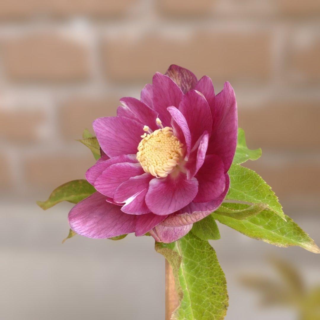 広瀬園芸✨ソレイユ系✨ピンクオーレア✨ダブル✨クリスマスローズ✨