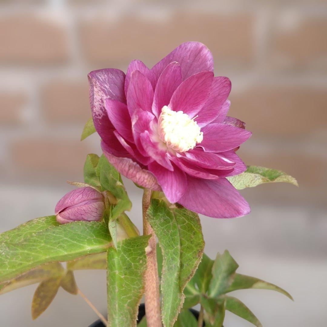 広瀬園芸✨ソレイユ系✨ピンクオーレア✨ダブル✨クリスマスローズ✨