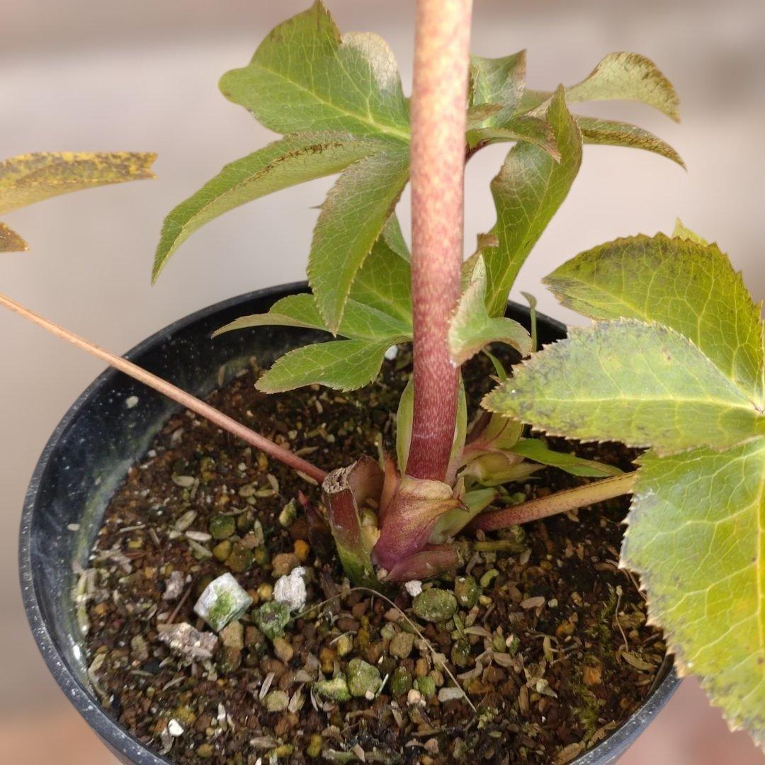 広瀬園芸✨ソレイユ系✨ピンクオーレア✨ダブル✨クリスマスローズ✨