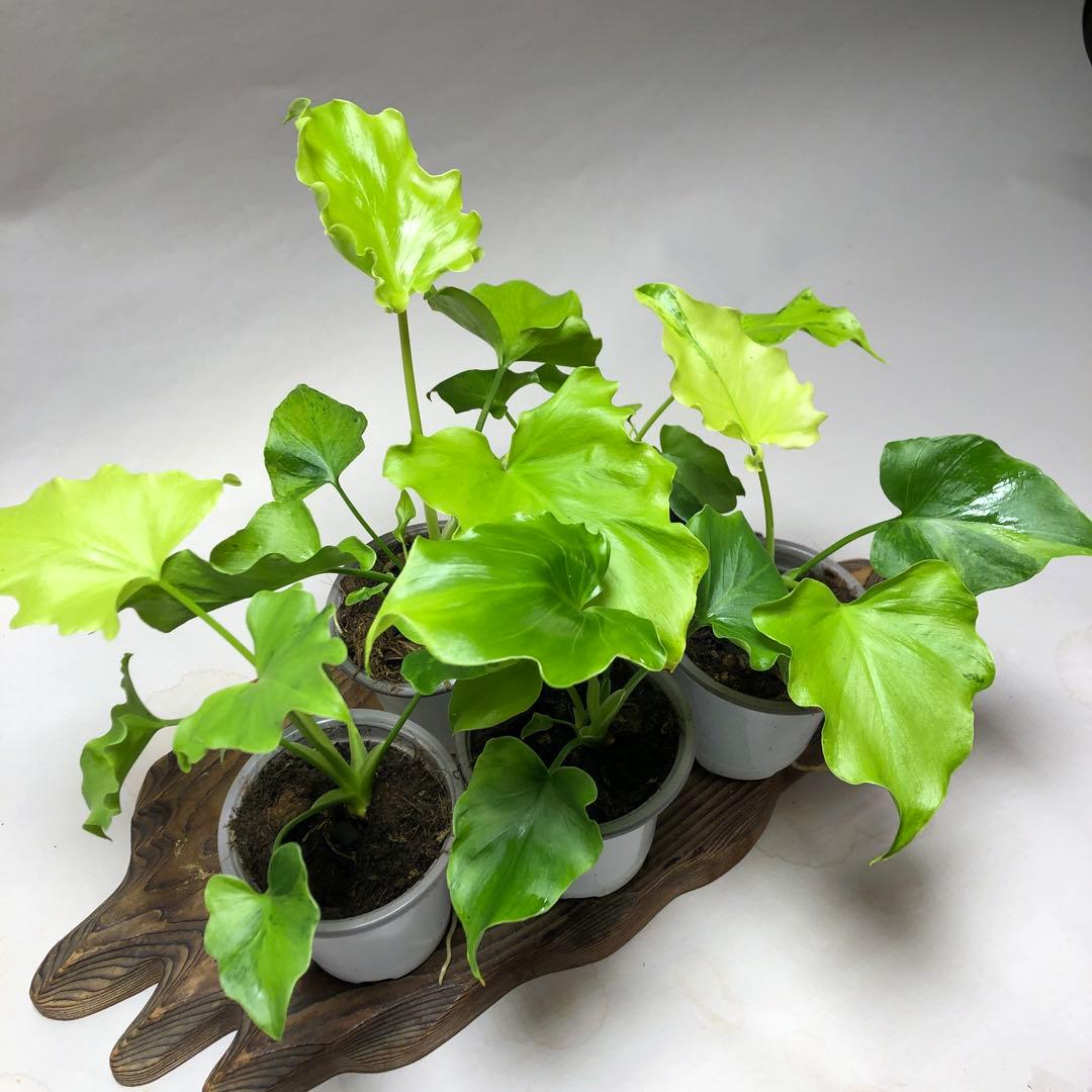 MS57 フィロデンドロン・セローム・斑入り　希少品種　観葉植物