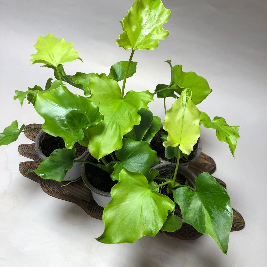 MS57 フィロデンドロン・セローム・斑入り　希少品種　観葉植物