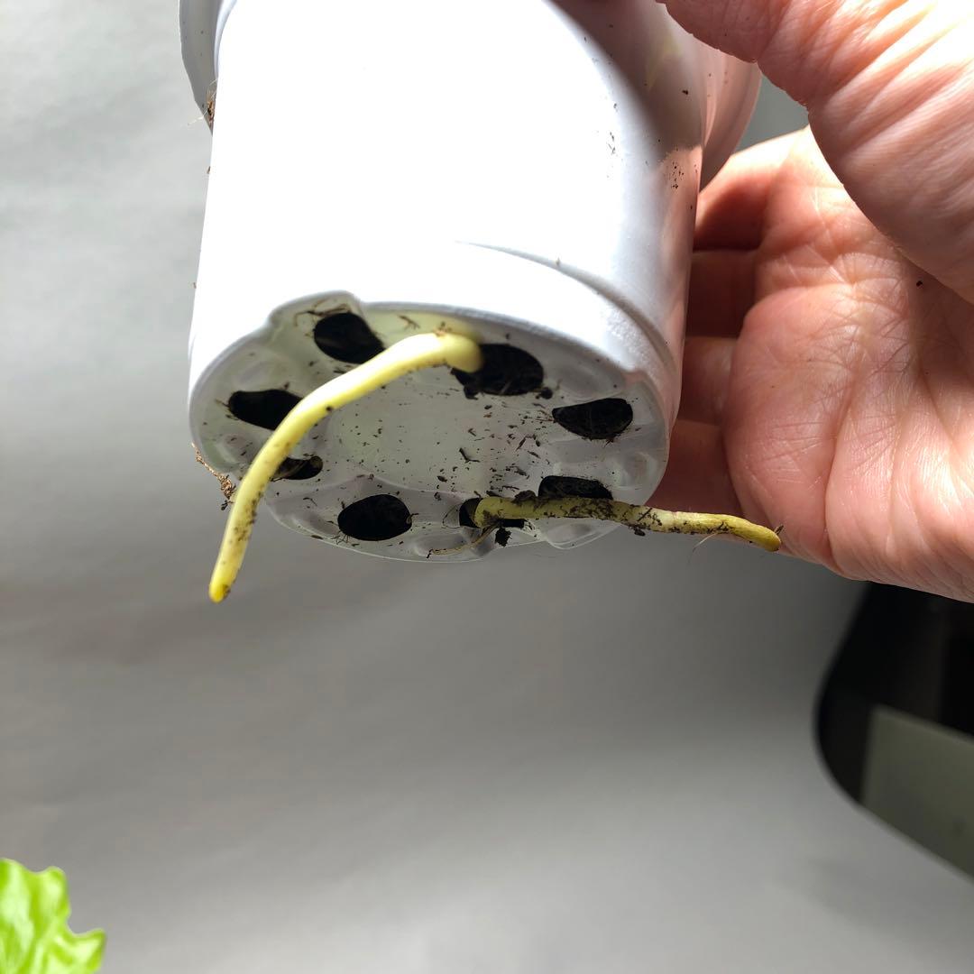 MS57 フィロデンドロン・セローム・斑入り　希少品種　観葉植物