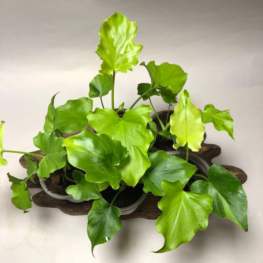 MS57 フィロデンドロン・セローム・斑入り　希少品種　観葉植物