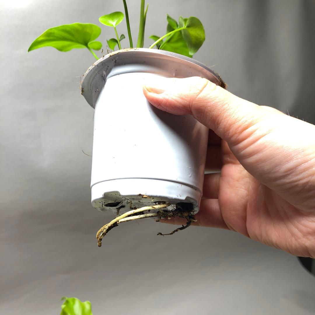 MS57 フィロデンドロン・セローム・斑入り　希少品種　観葉植物