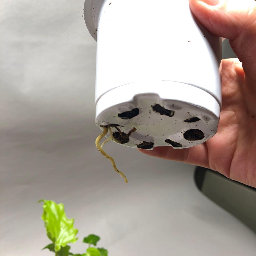 MS57 フィロデンドロン・セローム・斑入り　希少品種　観葉植物