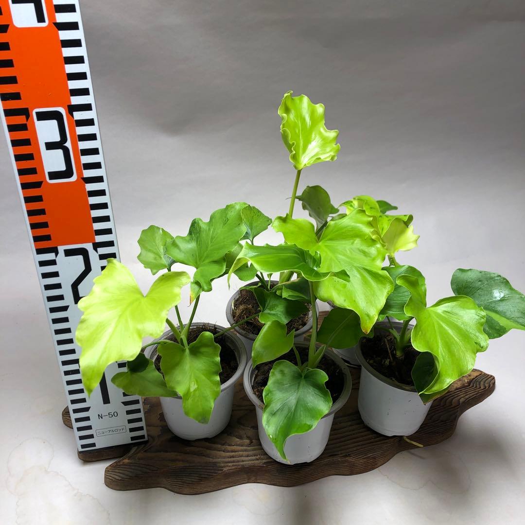 MS57 フィロデンドロン・セローム・斑入り　希少品種　観葉植物