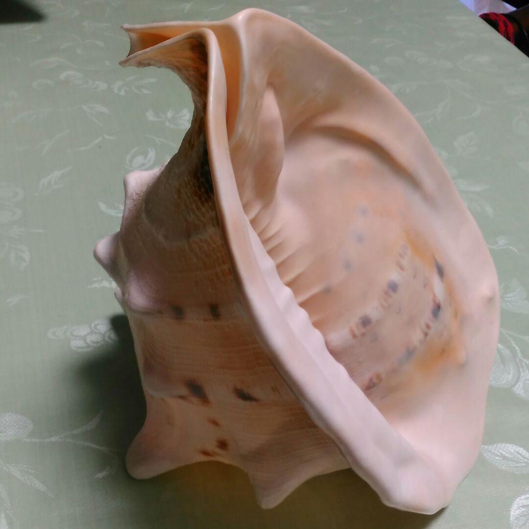 貝