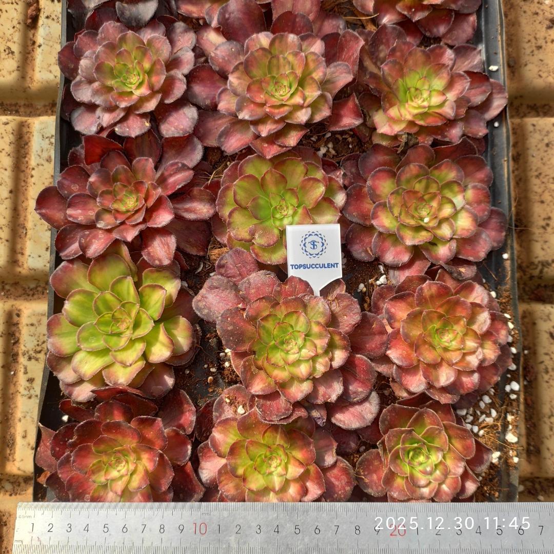 Top【選抜株】　多肉植物　24049コイ21個　鉢無し/脱土