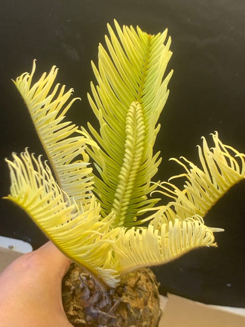 1327★黄金ソテツ★斑入りソテツ★ 蘇鉄 モンステラ 白い蘇鉄 変異