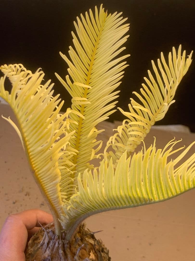 1327★黄金ソテツ★斑入りソテツ★ 蘇鉄 モンステラ 白い蘇鉄 変異