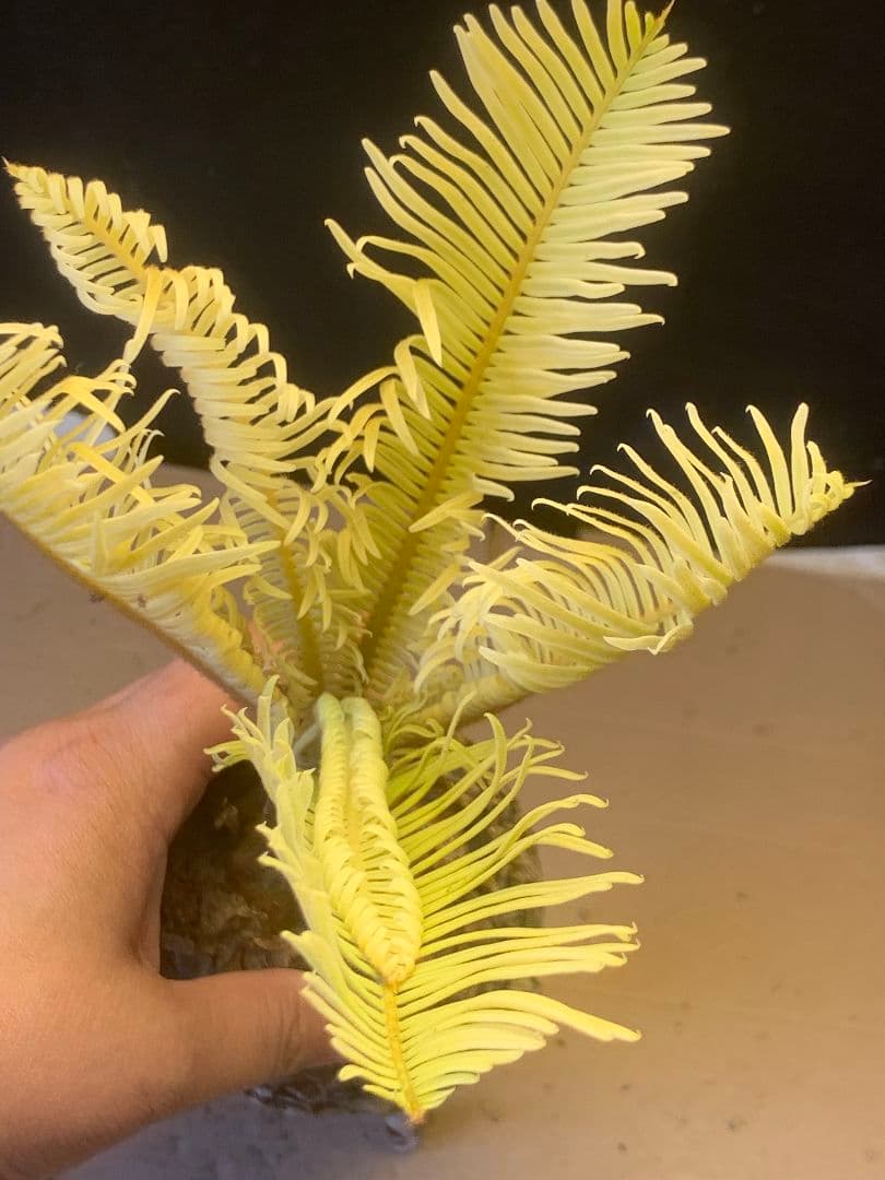 1327★黄金ソテツ★斑入りソテツ★ 蘇鉄 モンステラ 白い蘇鉄 変異