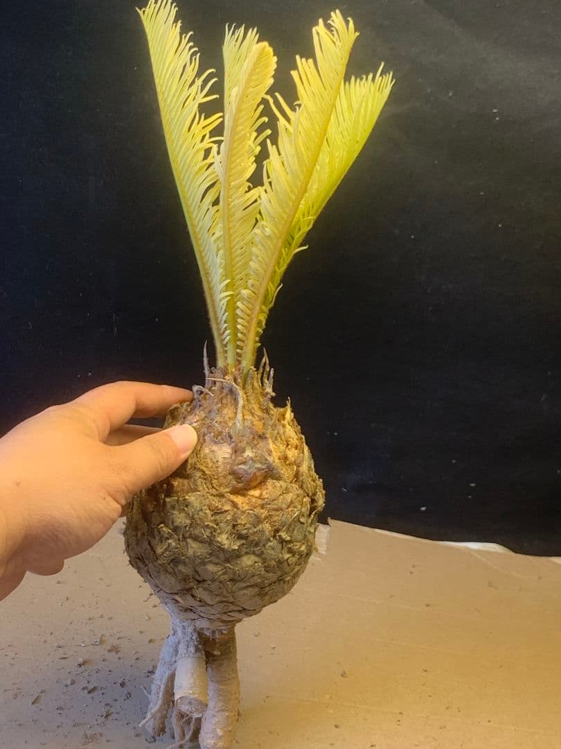 1327★黄金ソテツ★斑入りソテツ★ 蘇鉄 モンステラ 白い蘇鉄 変異