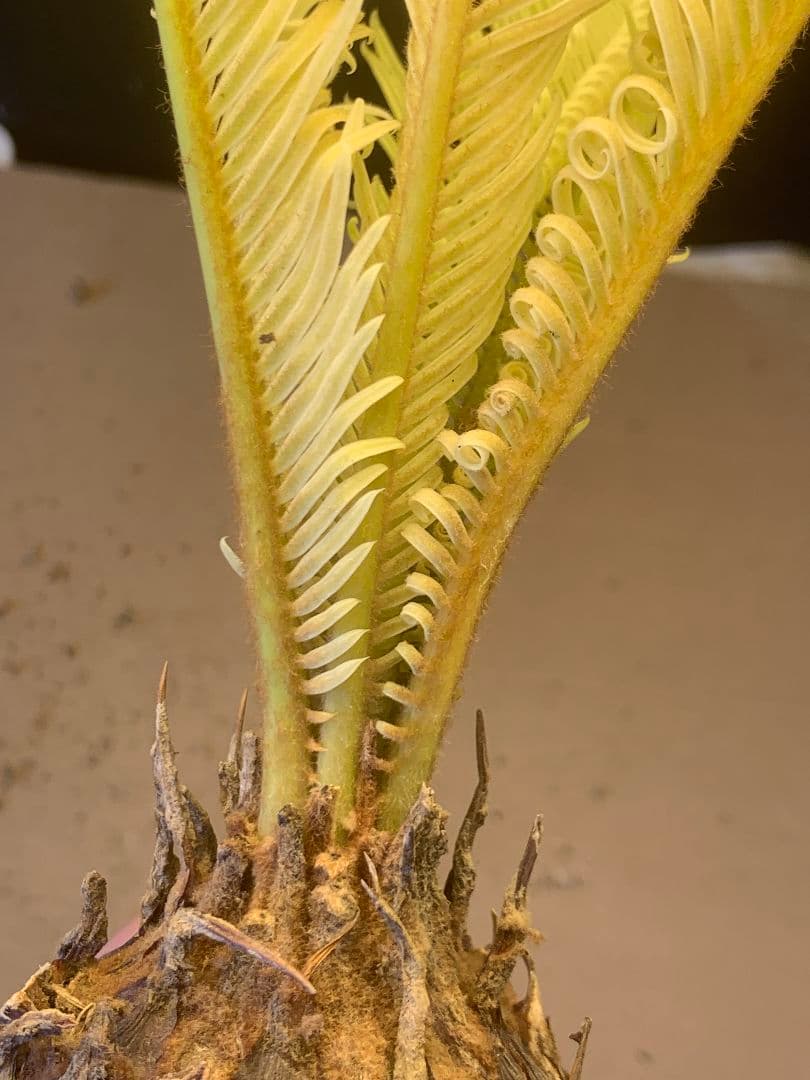 1327★黄金ソテツ★斑入りソテツ★ 蘇鉄 モンステラ 白い蘇鉄 変異