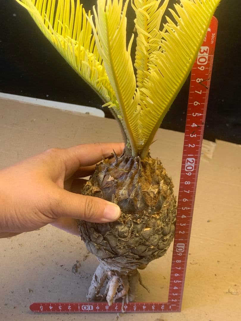 1327★黄金ソテツ★斑入りソテツ★ 蘇鉄 モンステラ 白い蘇鉄 変異