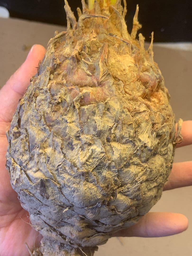 1327★黄金ソテツ★斑入りソテツ★ 蘇鉄 モンステラ 白い蘇鉄 変異