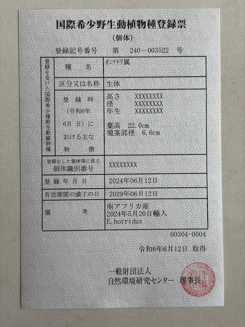 【南ア産・発根済】エンセファラルトス・ホリダス 約6cm｜No4-4