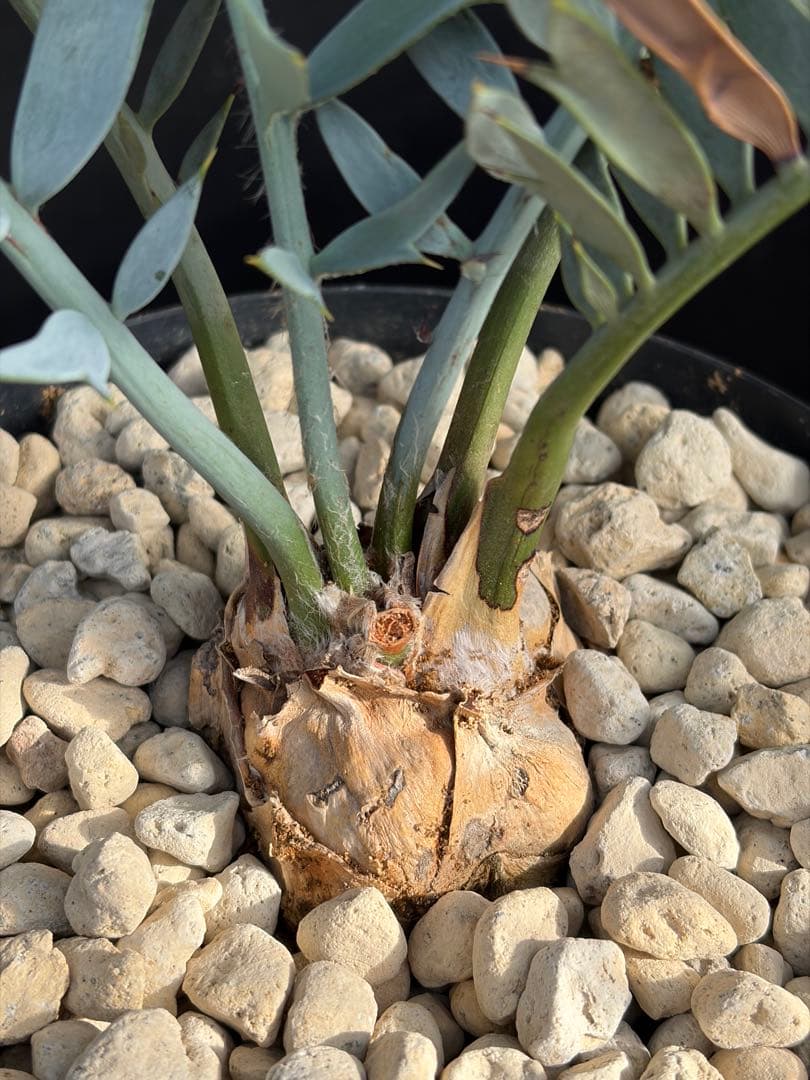 【南ア産・発根済】エンセファラルトス・ホリダス 約6cm｜No4-4