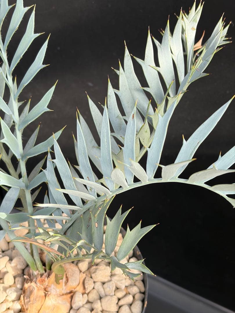 【南ア産・発根済】エンセファラルトス・ホリダス 約6cm｜No4-4