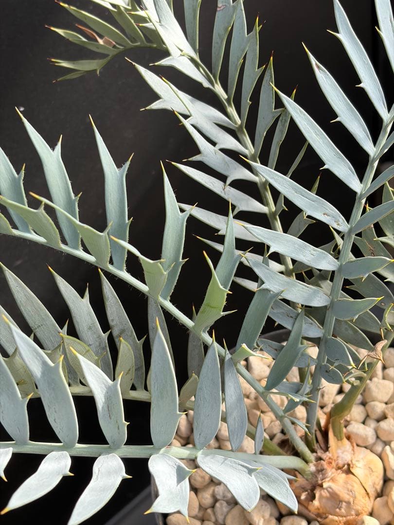 【南ア産・発根済】エンセファラルトス・ホリダス 約6cm｜No4-4