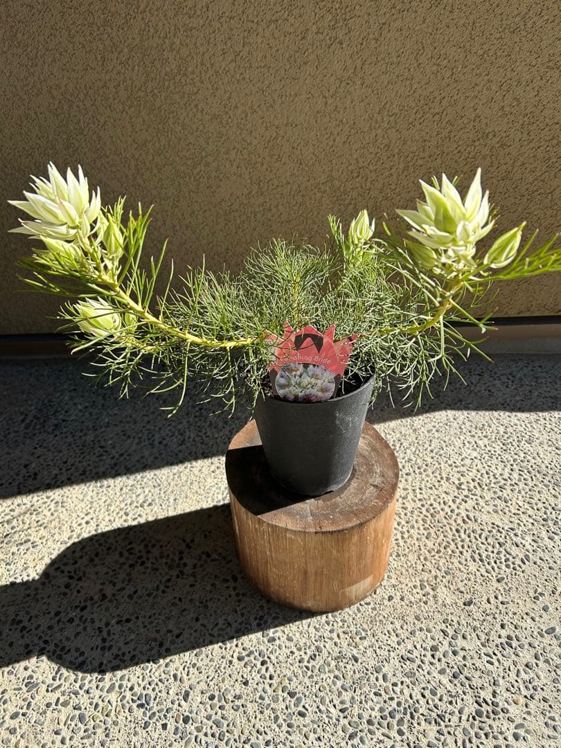 セルリアブラッシングブライド5号大②