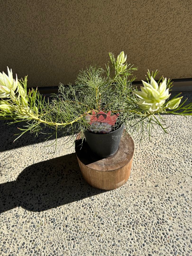 セルリアブラッシングブライド5号大②