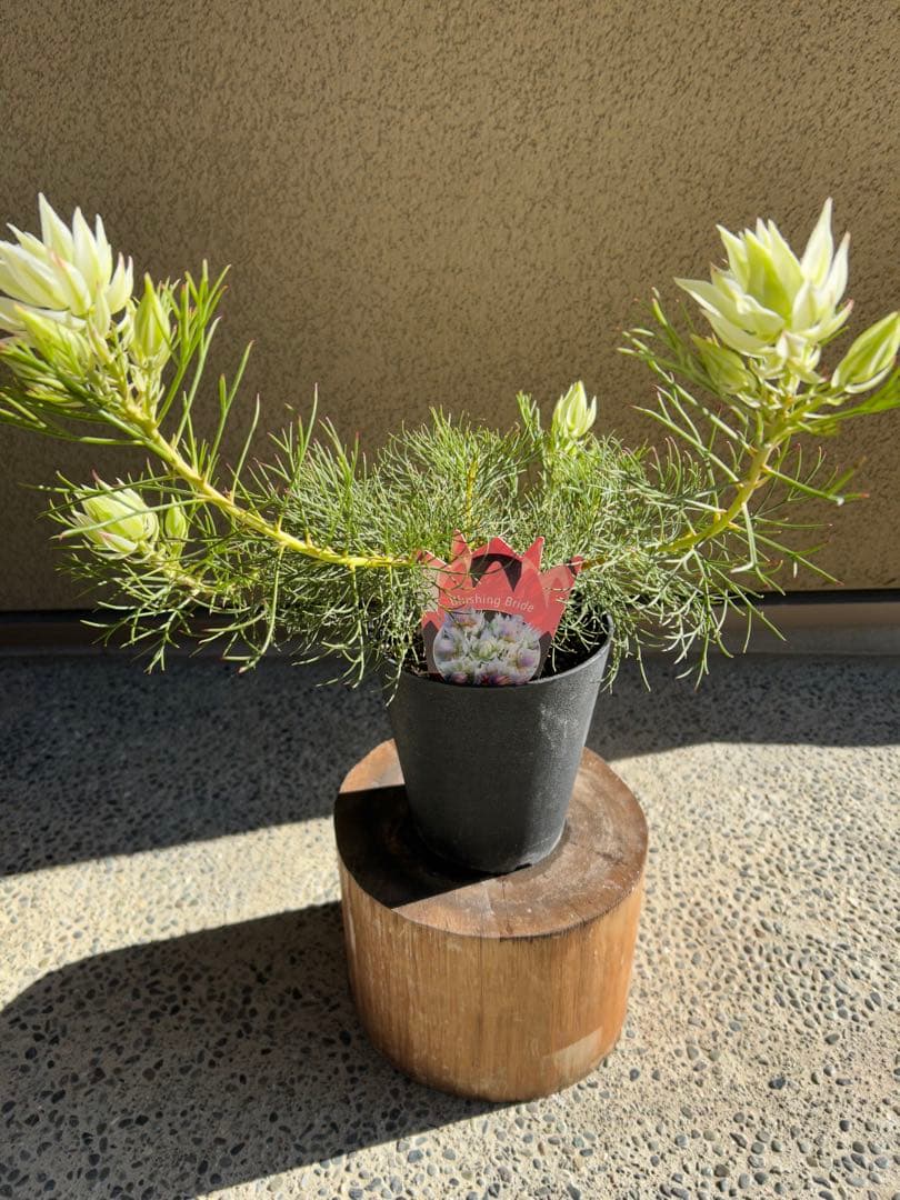 セルリアブラッシングブライド5号大②