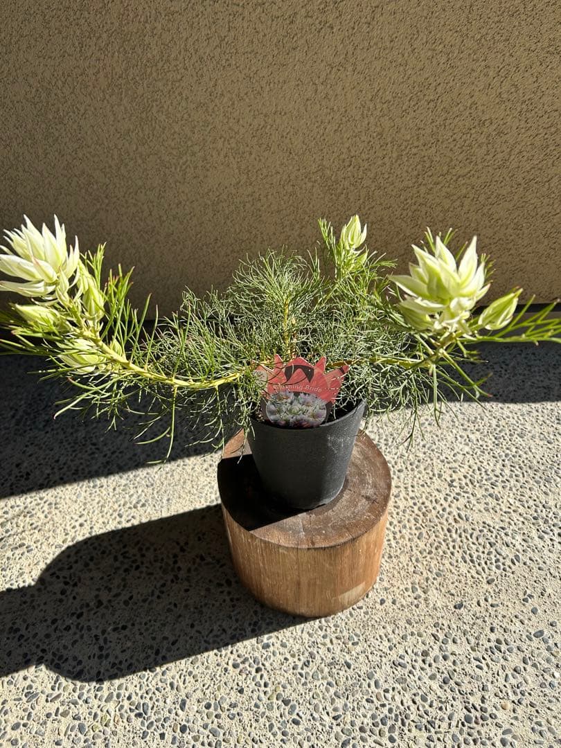 セルリアブラッシングブライド5号大②