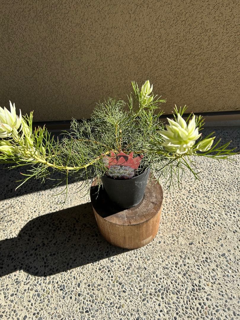 セルリアブラッシングブライド5号大②